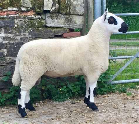 Sheep For Sale – Kerry Hill Sheep Society