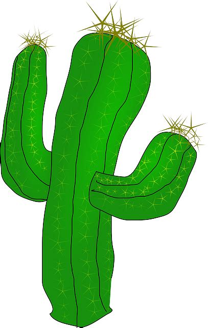 Cactus Desert Cacti · Free vector graphic on Pixabay