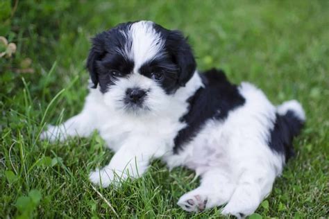 Black And White Shih Tzu – Rare Shih Tzu Colors Explained