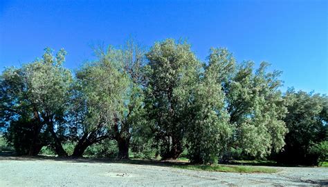 Unusual outcropping of Salt Cedar trees near the wash along the road to Rogers Canyon near Queen ...