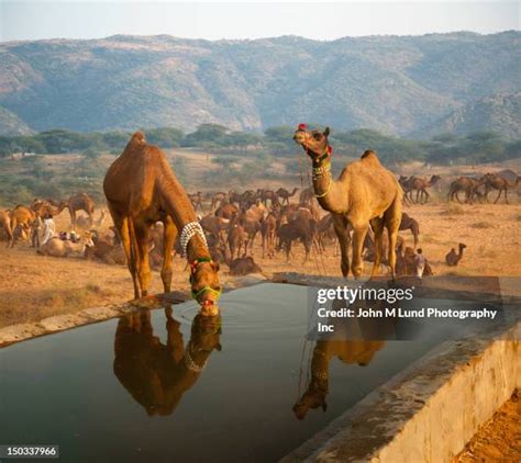 231 Camel Drinking Water Stock Photos, High-Res Pictures, and Images ...