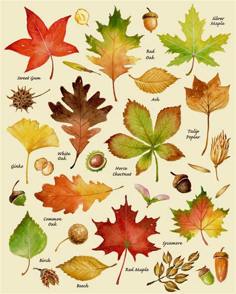 Autumn Leaves Print From Original Artwork Leaf Chart in Watercolor for ...