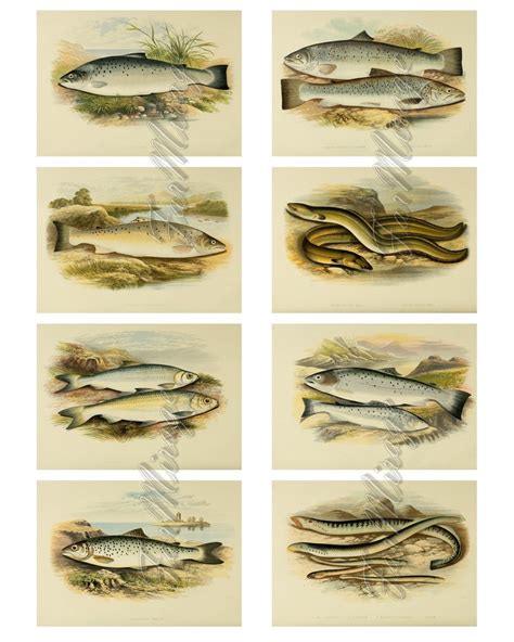 FISHES Set 5 Digital Collage Sheet 40 ATC Cards Printable | Etsy