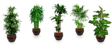 Air Purifying Plants: Top 10 Air-Purifying Plants To Improve The Feng ...