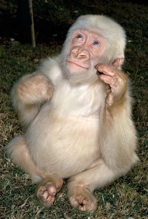 Baby albino gorilla http://ift.tt/2ezZ7Lp | Rare albino animals, Albino ...