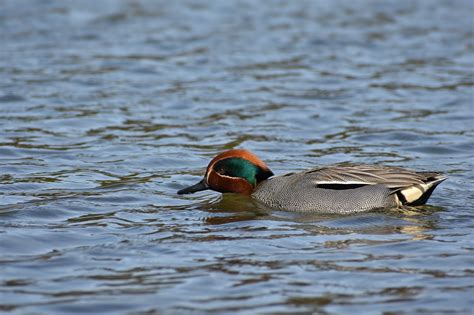 Teal - BirdLife Cyprus