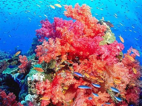 Stunning Coral Reef Photos | Coral reef pictures, Coral reef ...