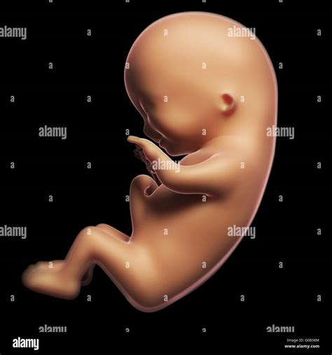 3 month fetus hi-res stock photography and images - Alamy