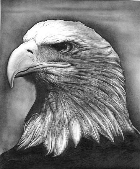 Eagle | Etsy | Realistic animal drawings, Eagle drawing, Animal drawings