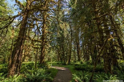 Hoh Rain Forest, hiking at the Olympic National Park, WA