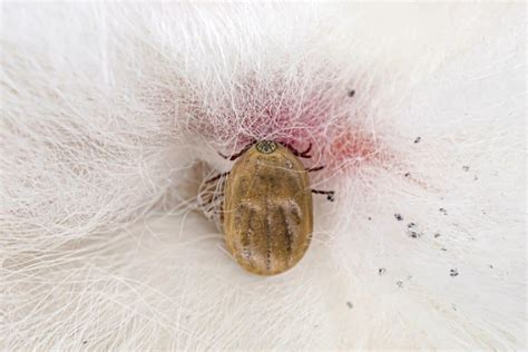 Dried Dead Tick on Dog: How to Remove It & What to Do (With FAQs)