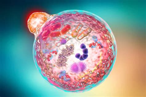 Autophagy Stock Photos, Royalty Free Autophagy Images | Depositphotos