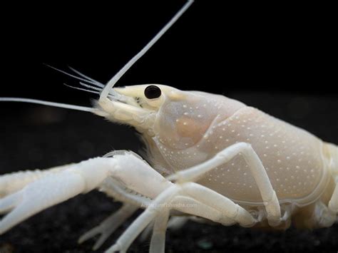 White Crayfish | Aquarium Fish India