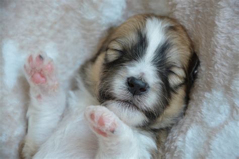 How to Care for a Newborn Puppy - Vet Help Direct