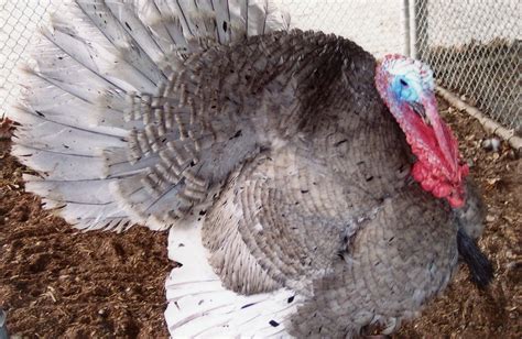 Blue Slate Turkey - Turkey Poults for Sale | Cackle Hatchery