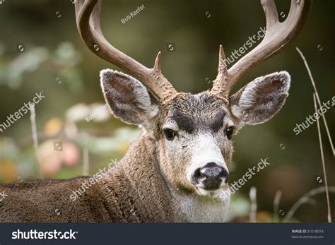 Blacktail Deer Buck Antlers Stock Photo 31018018 - Shutterstock