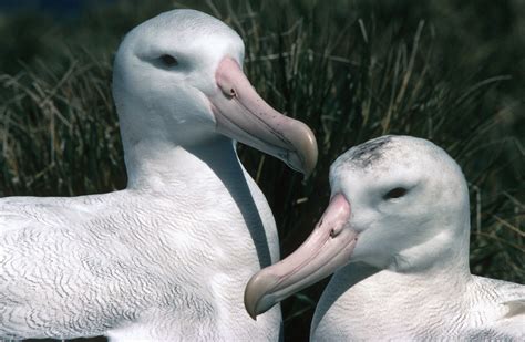 PRESS RELEASE: Breeding habits of albatrosses - British Antarctic Survey