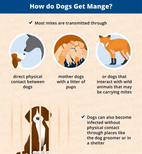 Mange in Dogs: Causes, Symptoms, & Treatment | Canna-Pet®