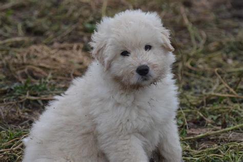 Komondor | Dog Breeds Facts, Advice & Pictures | Mypetzilla UK