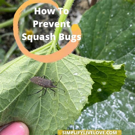 11 Tips for Preventing Squash Bugs Naturally - Simplify, Live, Love