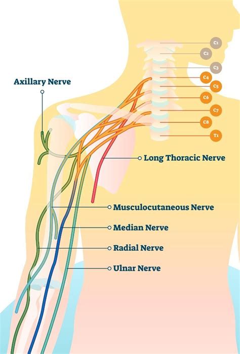 Radial Nerve Injury