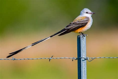 Scissor-tailed Flycatchers are back in South Texas. Taken in Victoria County | South texas ...