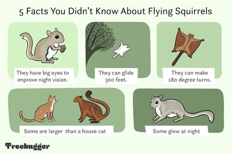 13 Interesting Facts About Flying Squirrels