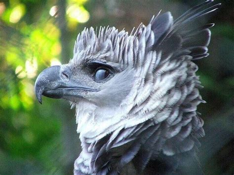 The Harpy Eagle Is A Reminder That Mythological Creatures Do Exist – Mystical Raven : Mystical Raven