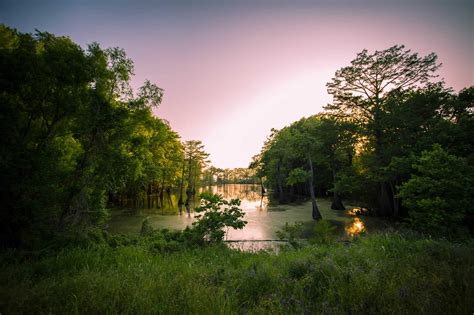 Les bayous de Louisiane | Marécages, alligators et plantations - Mississippi