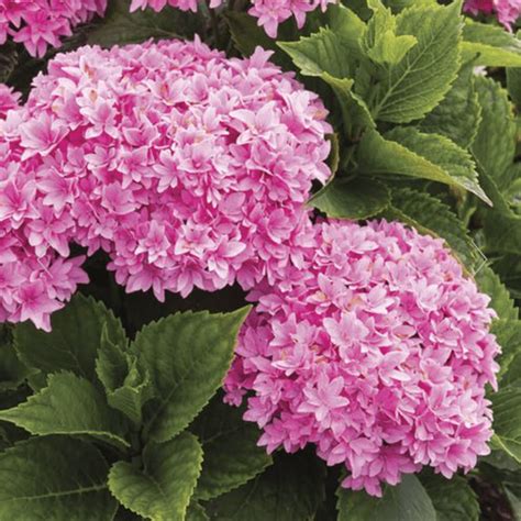 8 Prettiest Pink Hydrangea Varieties for Your Yard - Birds and Blooms