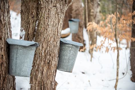 Maple Syruping | Cultural History Class | Wolf Ridge