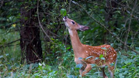 Herbivore Examples: Common Plant-Eating Animals | YourDictionary