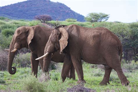 Namibia wildlife Photography Tour extension, 21-24 March 2020 | Daniel Kordan