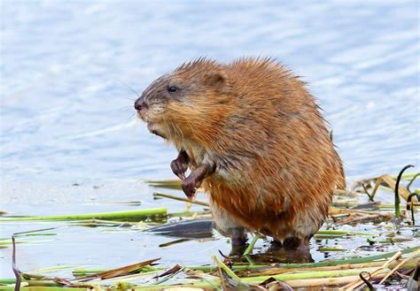 Bisamgitter als Uferschutz - Drahtgitter gegen Biberratte und Bisam