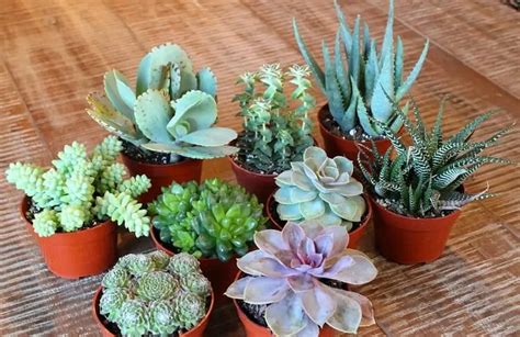 9 Mini Succulents That Are Great For Small Spaces | UrbanOrganicYield.com