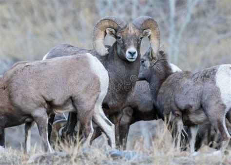 Wild Colorado Rocky Mountain Bighorn Sheep Stock Photo - Image of light, brush: 146417326