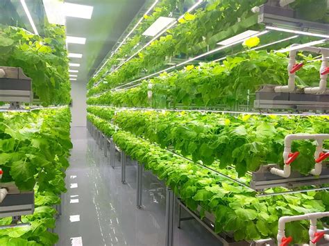 Ways in Which Vertical Farming Can Benefit Our Environment | Earth.Org