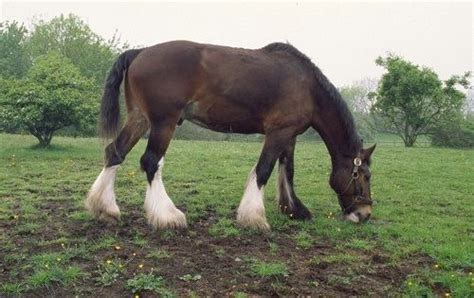 Australian Draught horse - Alchetron, the free social encyclopedia