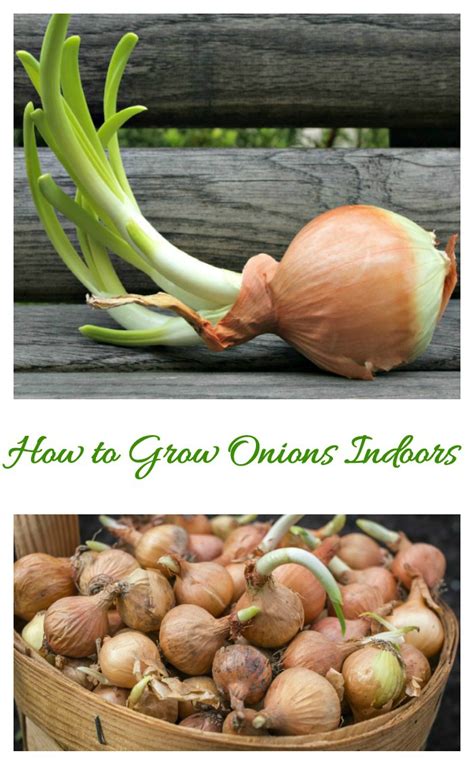 Growing Onions Indoors - You Don't Need a Lot of Space to Grow Onions!