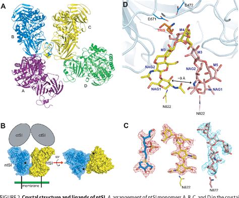 Figure 1 from Structural Basis for Substrate Selectivity in Human ...