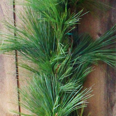 Get 20ft White Pine Roping Fresh Garland in MI at English Gardens ...