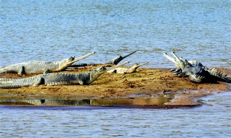 Ganges River Crocodiles