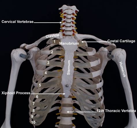 Xiphoid Process Fracture Diagram Anatomy Of The Sternum