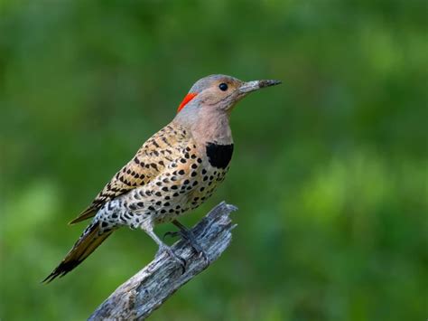 Northern Flicker or Red-bellied Woodpecker: What Are The… | Birdfact