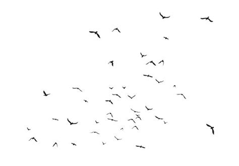 Flying Birds Images With White Background - Goimages I