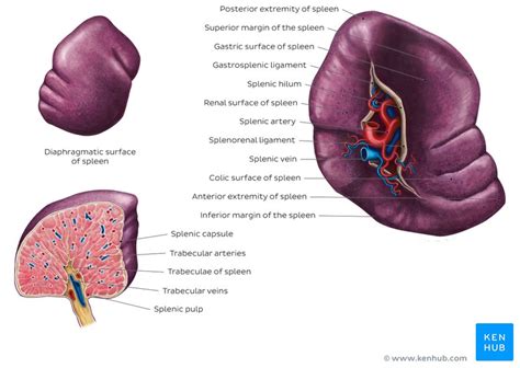 Structure Of Spleen - Design Talk