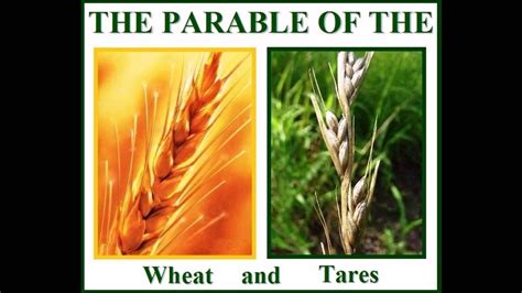 Parable Of The Wheat And The Tares - YouTube