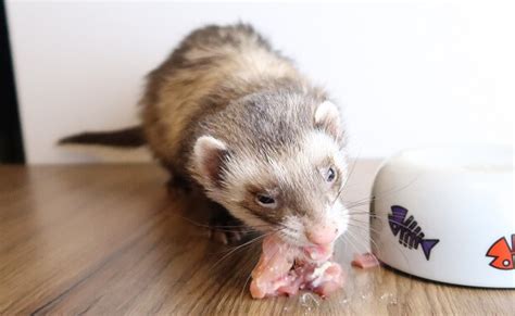 Can Ferrets Have Dog Food