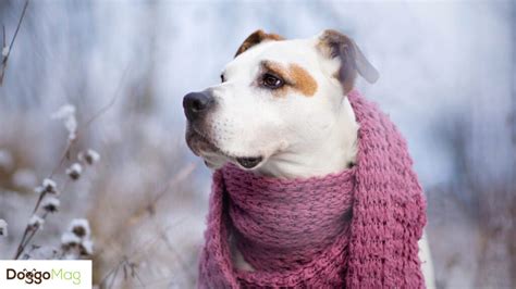 I Tried 8 Best Collars for Dogs With Sensitive Skin/Neck - DoggoMag