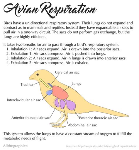 Science Fact Friday: Bird lungs! Just like every... | science, art, and science art